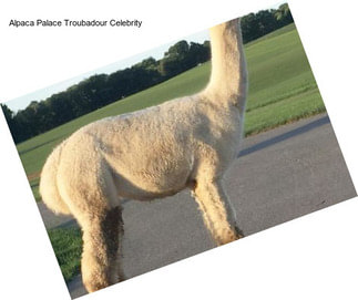 Alpaca Palace Troubadour Celebrity