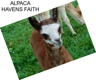 ALPACA HAVENS FAITH
