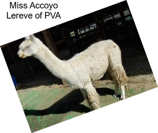 Miss Accoyo Lereve of PVA