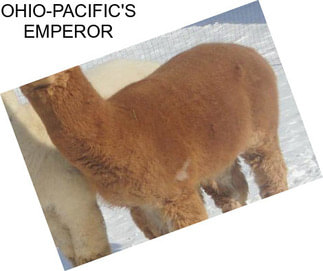 OHIO-PACIFIC\'S EMPEROR