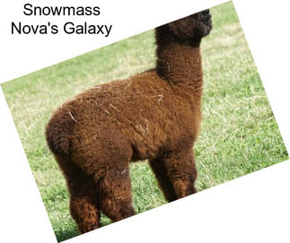 Snowmass Nova\'s Galaxy