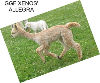 GGF XENOS\' ALLEGRA