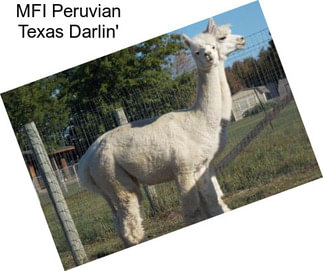 MFI Peruvian Texas Darlin\'