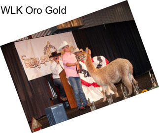 WLK Oro Gold