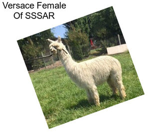 Versace Female Of SSSAR