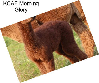 KCAF Morning Glory