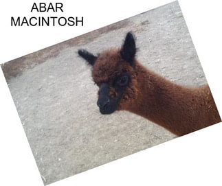 ABAR MACINTOSH