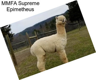 MMFA Supreme Epimetheus