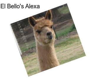 El Bello\'s Alexa