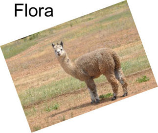 Flora