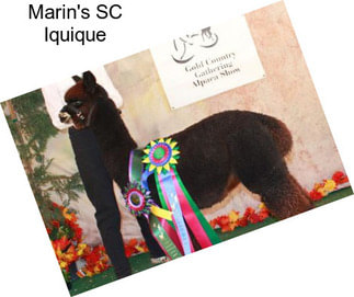 Marin\'s SC Iquique