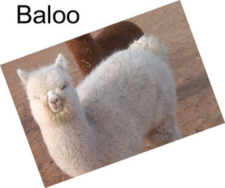 Baloo