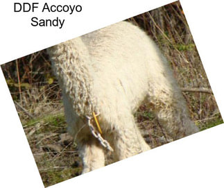 DDF Accoyo Sandy