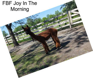 FBF Joy In The Morning