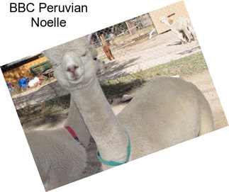 BBC Peruvian Noelle