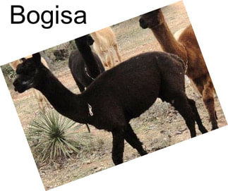 Bogisa