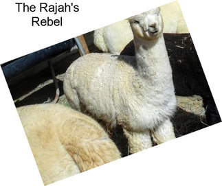 The Rajah\'s Rebel