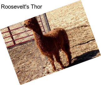 Roosevelt\'s Thor