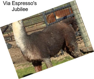Via Espresso\'s Jubilee