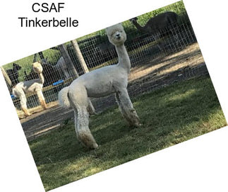 CSAF Tinkerbelle