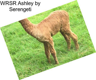 WRSR Ashley by Serengeti
