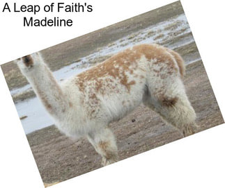 A Leap of Faith\'s Madeline