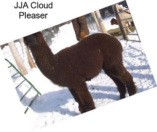 JJA Cloud Pleaser
