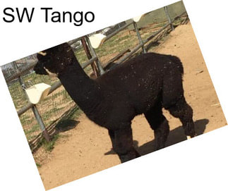 SW Tango