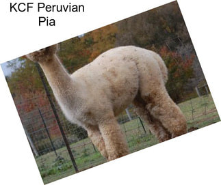 KCF Peruvian Pia