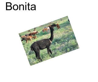 Bonita