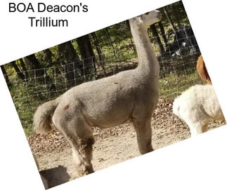 BOA Deacon\'s Trillium