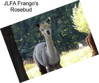 JLFA Frango\'s Rosebud