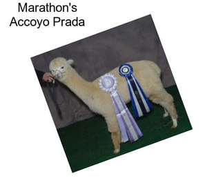 Marathon\'s Accoyo Prada