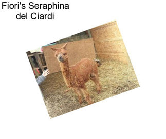 Fiori\'s Seraphina del Ciardi