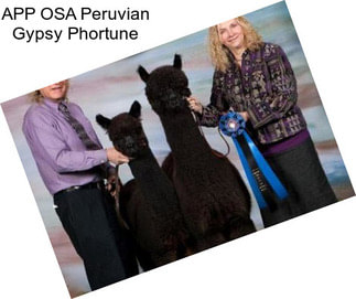 APP OSA Peruvian Gypsy Phortune