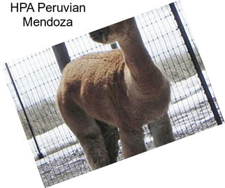 HPA Peruvian Mendoza