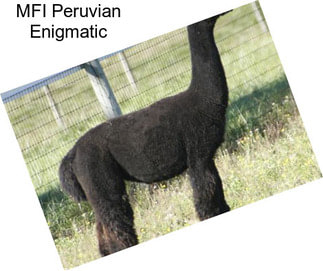 MFI Peruvian Enigmatic