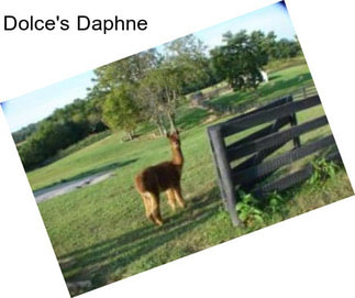 Dolce\'s Daphne