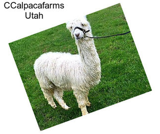 CCalpacafarms Utah