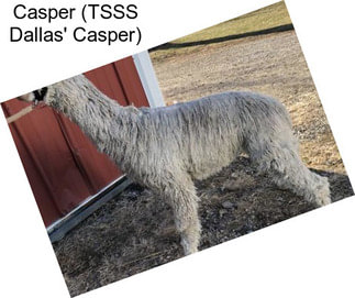Casper (TSSS Dallas\' Casper)