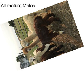 All mature Males