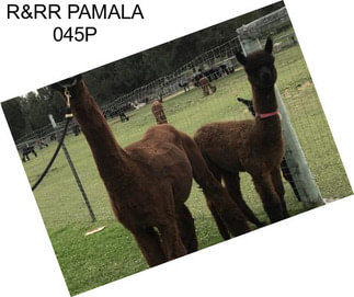 R&RR PAMALA 045P