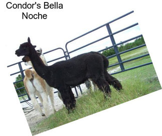 Condor\'s Bella Noche