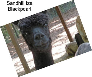 Sandhill Iza Blackpearl