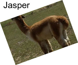 Jasper