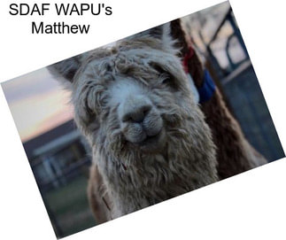 SDAF WAPU\'s Matthew