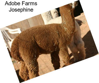 Adobe Farms Josephine