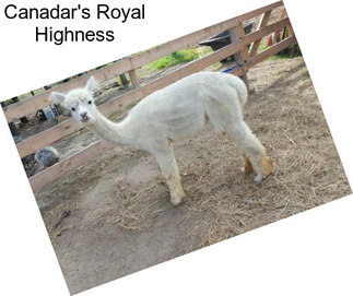 Canadar\'s Royal Highness