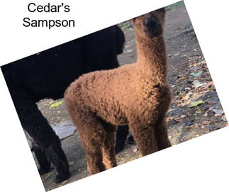 Cedar\'s Sampson
