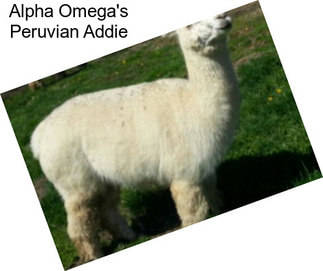 Alpha Omega\'s Peruvian Addie